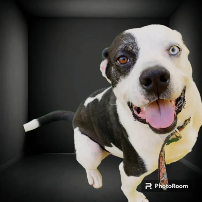Cachorro ra a Pit-Bull idade 2 anos nome Thor 
