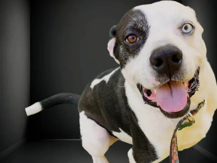 Cachorro ra a Pit-Bull idade 2 anos nome Thor 