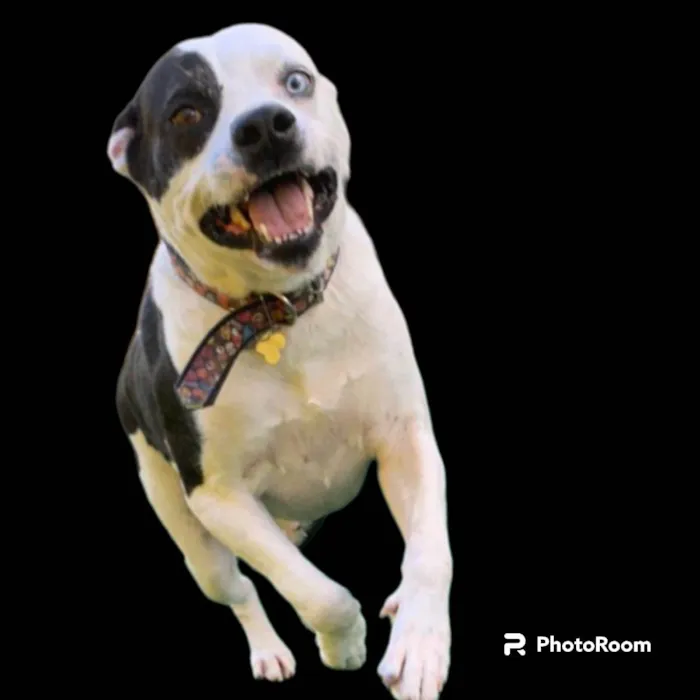 Cachorro ra a Pit-Bull idade 2 anos nome Thor 