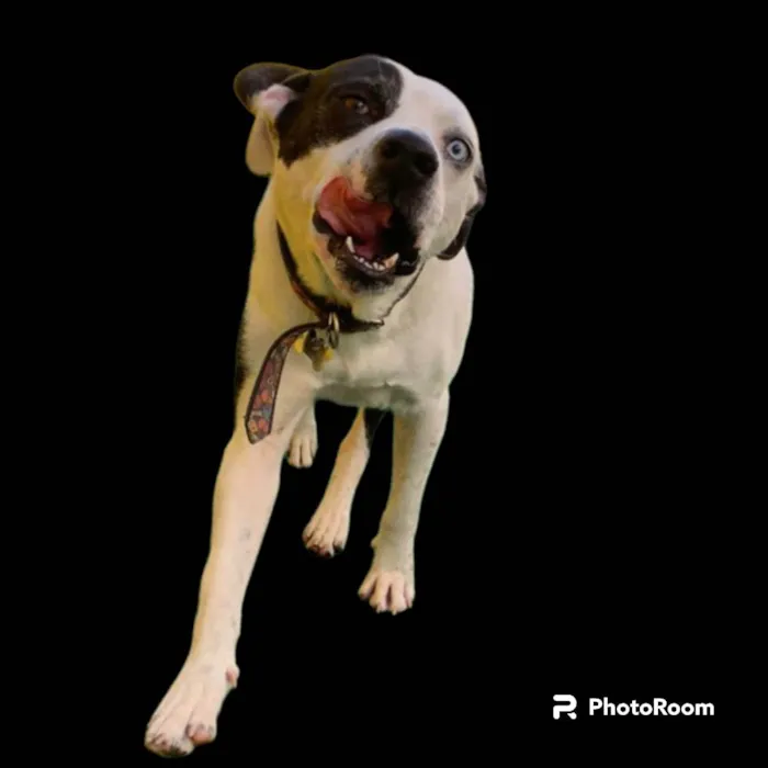 Cachorro ra a Pit-Bull idade 2 anos nome Thor 