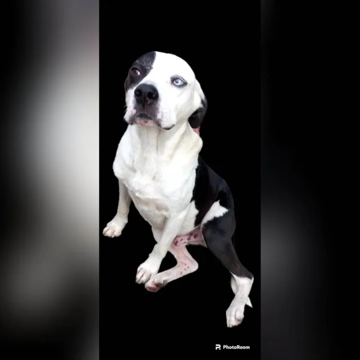 Cachorro ra a Pit-Bull idade 2 anos nome Thor 