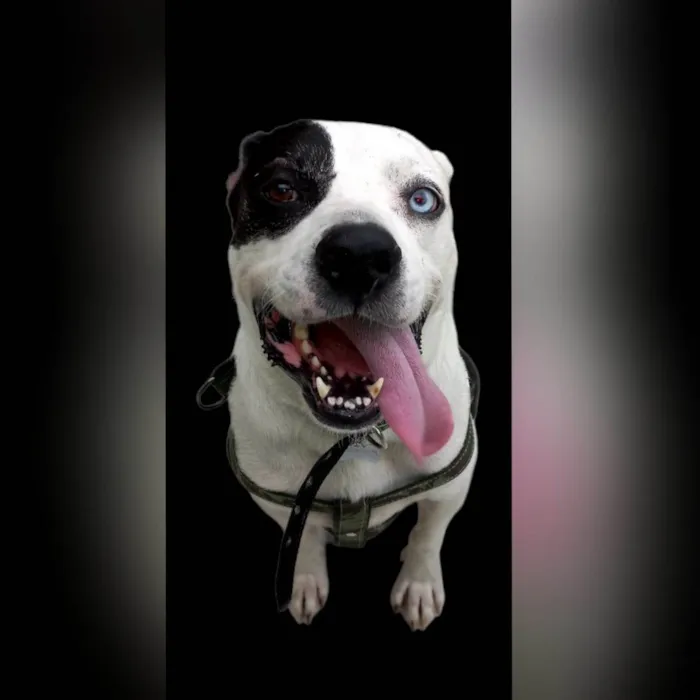 Cachorro ra a Pit-Bull idade 2 anos nome Thor 