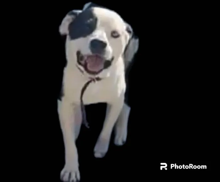 Cachorro ra a Pit-Bull idade 2 anos nome Thor 