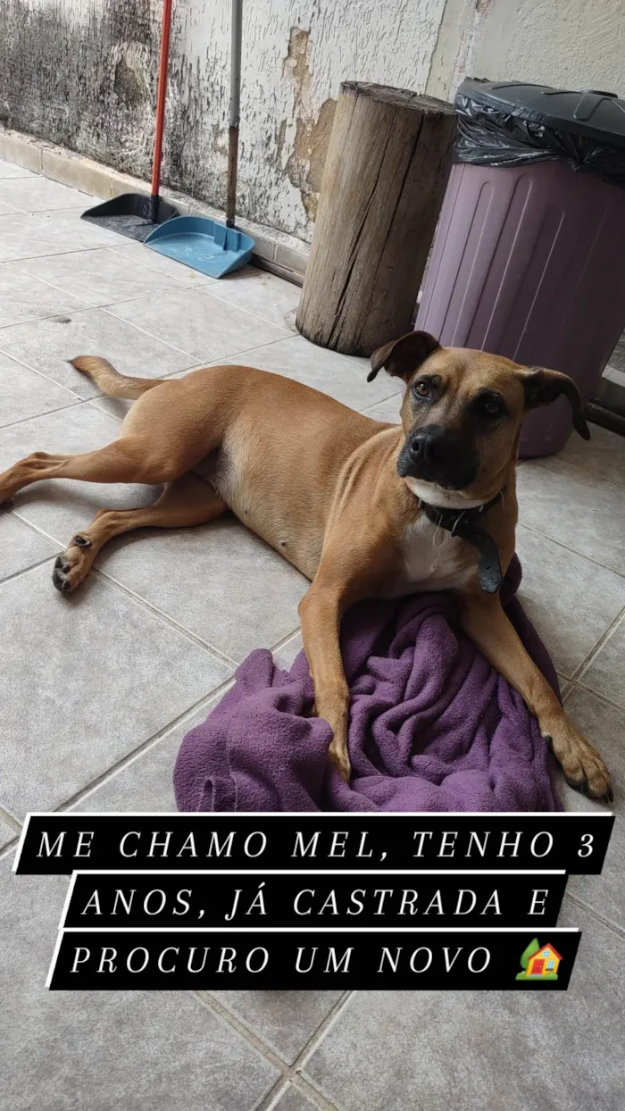 Cachorro ra a Vira lata idade 3 anos nome Mel