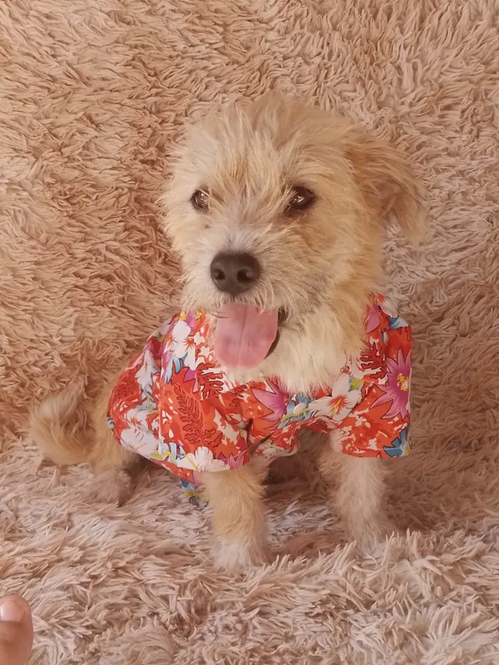 Cachorro ra a SEM RAÇA DEFINIDA.  idade 7 a 11 meses nome Batoré