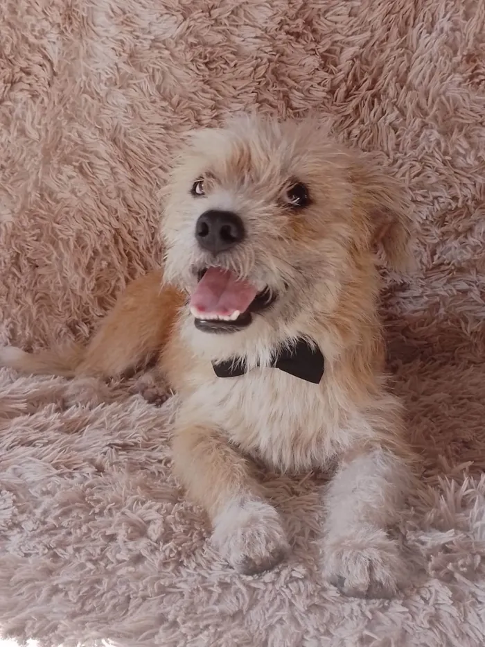 Cachorro ra a SEM RAÇA DEFINIDA.  idade 7 a 11 meses nome Batoré