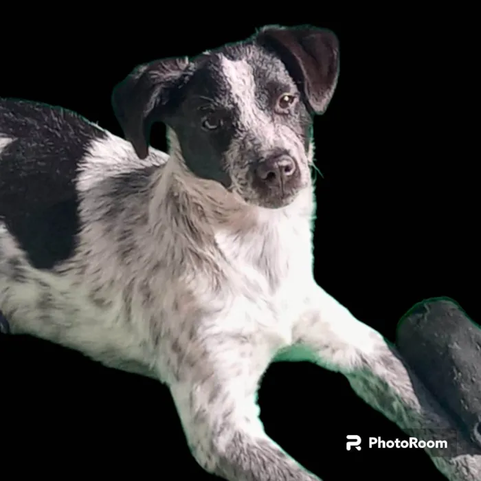 Cachorro ra a SRD-ViraLata idade 7 a 11 meses nome Dandara 