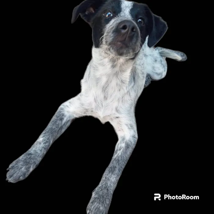 Cachorro ra a SRD-ViraLata idade 7 a 11 meses nome Dandara 