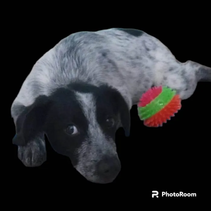 Cachorro ra a SRD-ViraLata idade 7 a 11 meses nome Dandara 