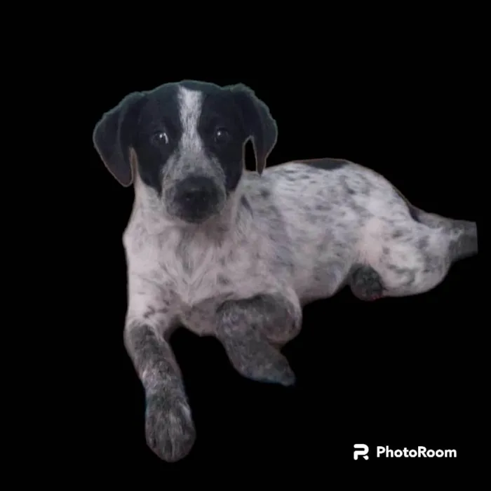 Cachorro ra a SRD-ViraLata idade 7 a 11 meses nome Dandara 
