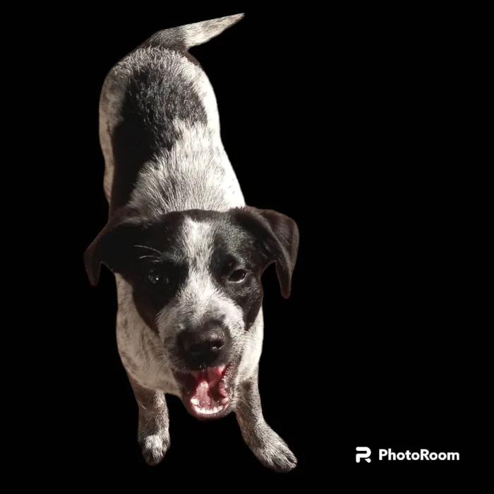 Cachorro ra a SRD-ViraLata idade 7 a 11 meses nome Dandara 