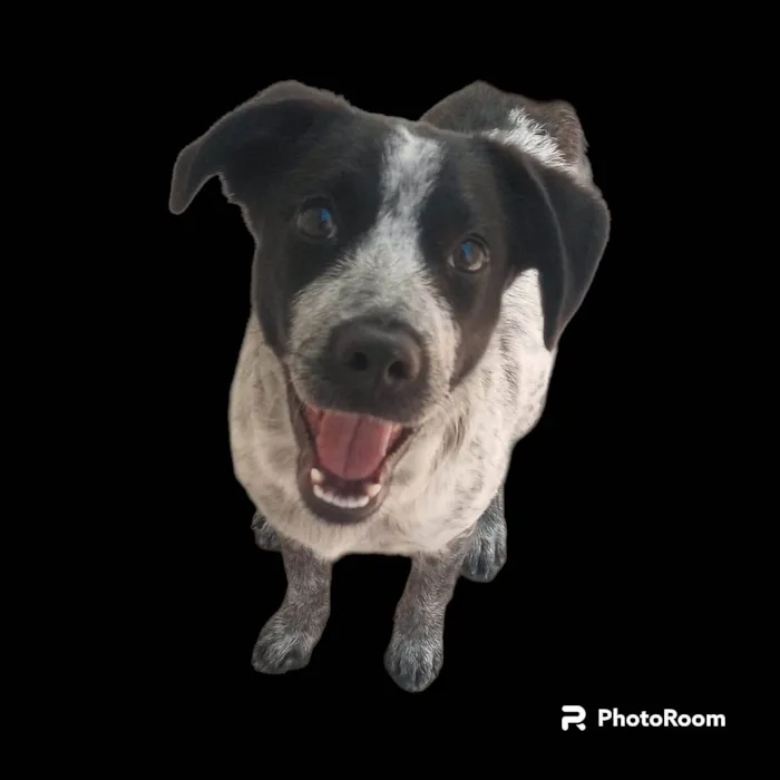 Cachorro ra a SRD-ViraLata idade 7 a 11 meses nome Dandara 