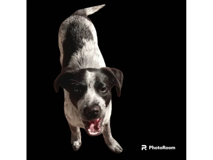 Cachorro ra a SRD-ViraLata idade 7 a 11 meses nome Dandara 