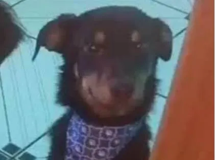 Cachorro ra a SRD-ViraLata idade 1 ano nome Max