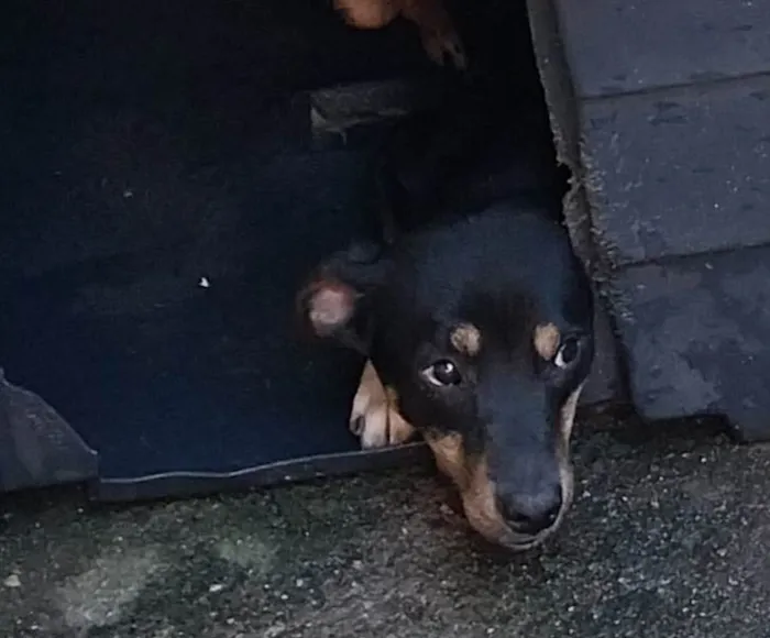 Cachorro ra a SRD-ViraLata idade 1 ano nome Max