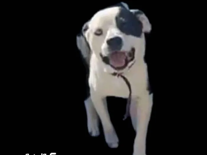 Cachorro ra a Pit-Bull idade 2 anos nome Thor 