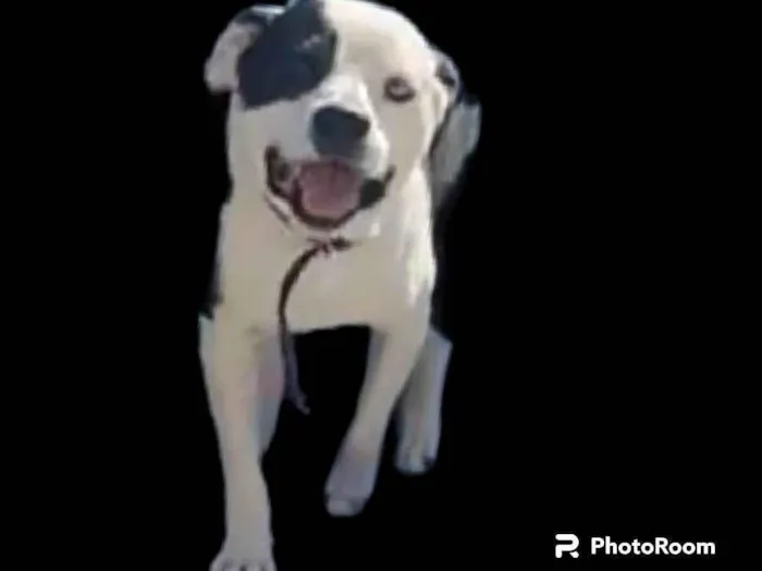 Cachorro ra a Pit-Bull idade 2 anos nome Thor 