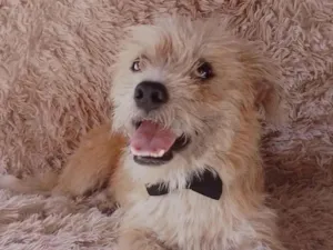 Cachorro raça SEM RAÇA DEFINIDA.  idade 7 a 11 meses nome Batoré