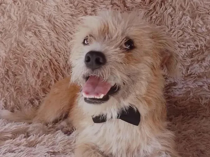 Cachorro ra a SEM RAÇA DEFINIDA.  idade 7 a 11 meses nome Batoré