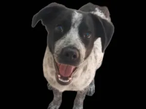 Cachorro raça SRD-ViraLata idade 7 a 11 meses nome Dandara 