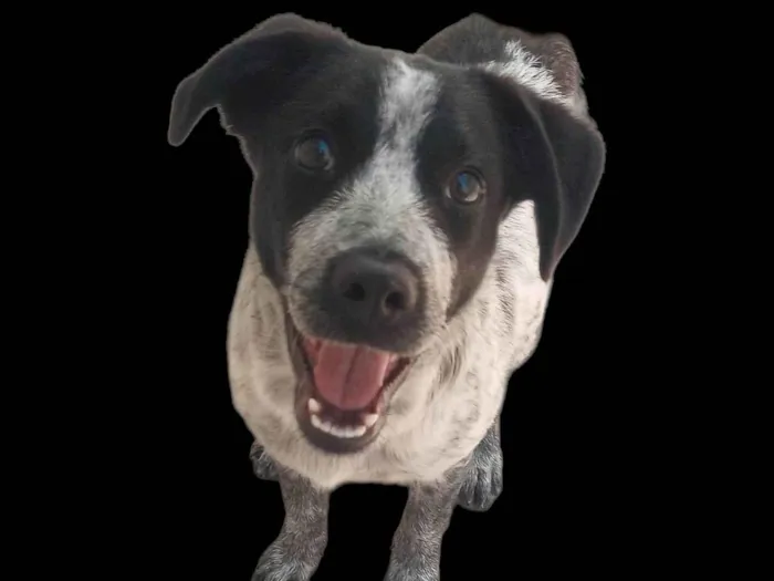 Cachorro ra a SRD-ViraLata idade 7 a 11 meses nome Dandara 