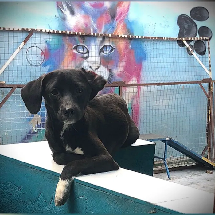 Cachorro ra a SRD-ViraLata idade 7 a 11 meses nome Sloan