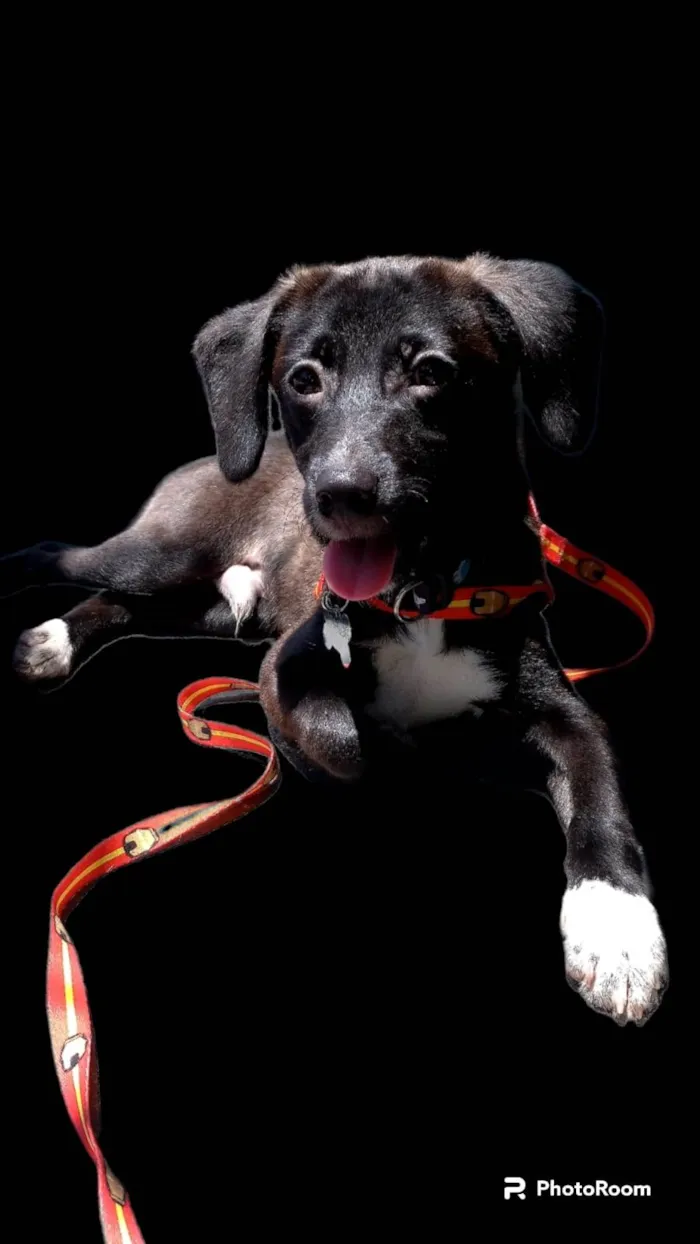 Cachorro ra a SRD-ViraLata idade 7 a 11 meses nome Sloan