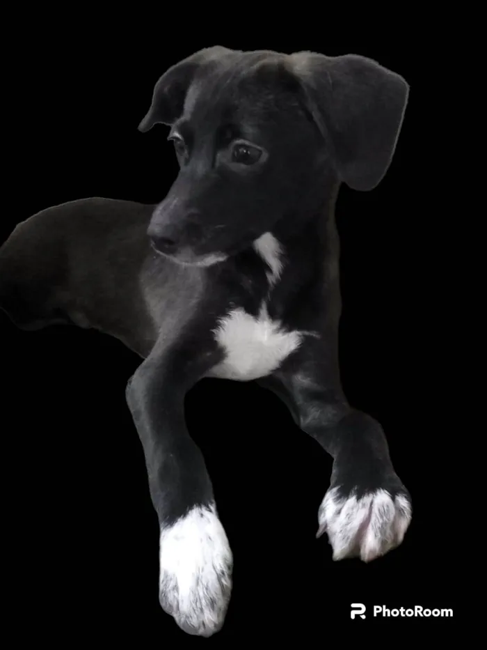 Cachorro ra a SRD-ViraLata idade 7 a 11 meses nome Sloan