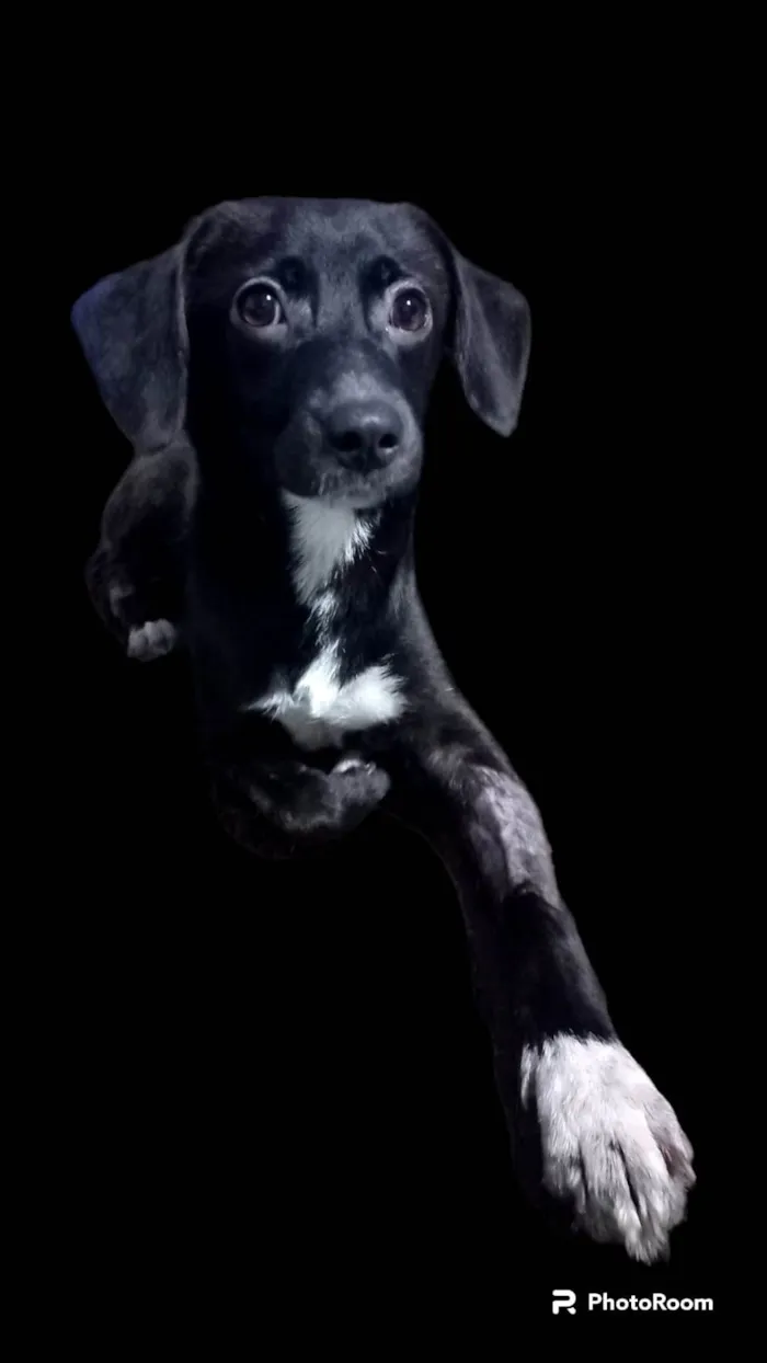Cachorro ra a SRD-ViraLata idade 7 a 11 meses nome Sloan