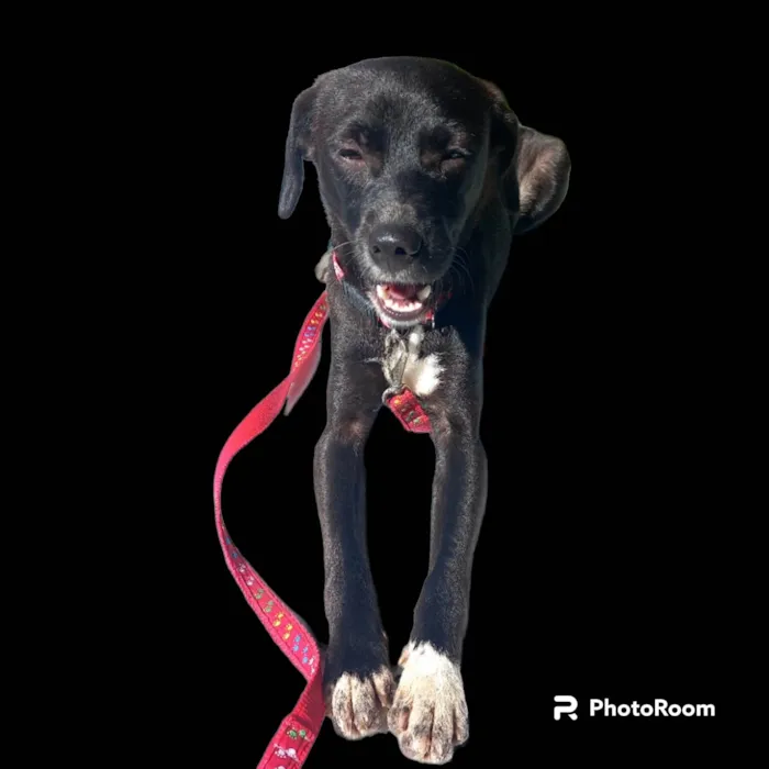 Cachorro ra a SRD-ViraLata idade 7 a 11 meses nome Sloan