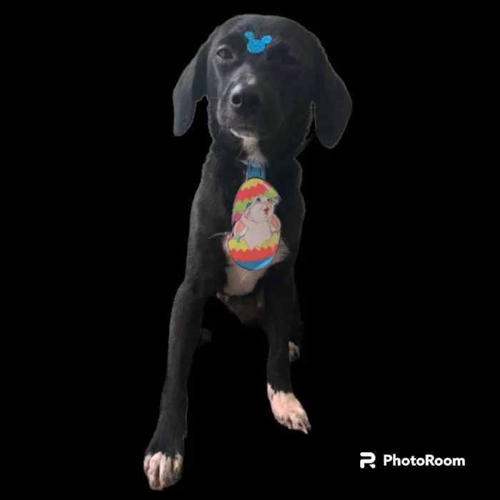 Cachorro ra a SRD-ViraLata idade 7 a 11 meses nome Sloan