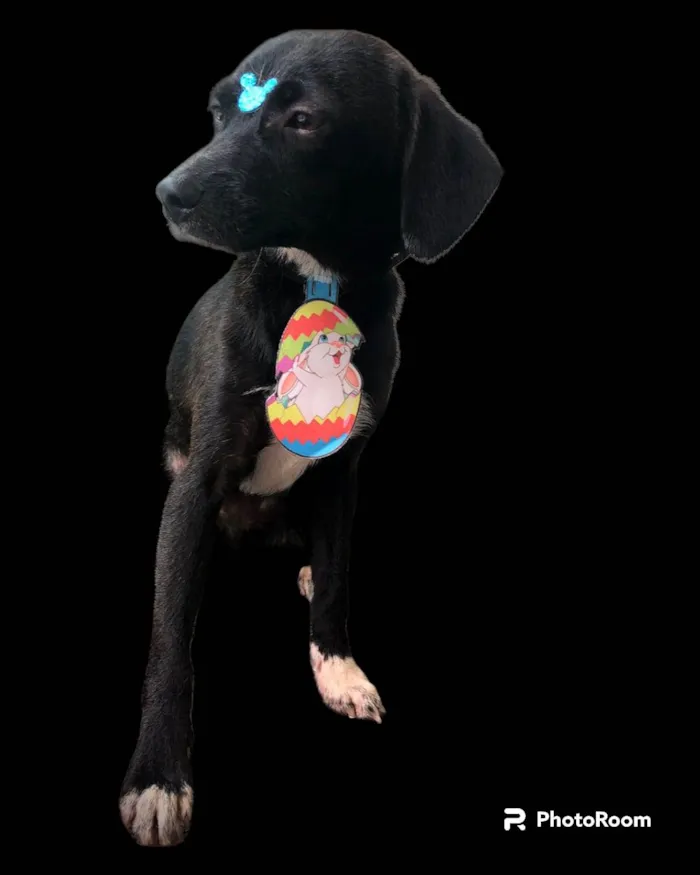 Cachorro ra a SRD-ViraLata idade 7 a 11 meses nome Sloan