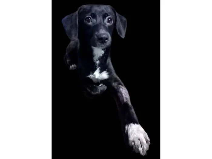 Cachorro ra a SRD-ViraLata idade 7 a 11 meses nome Sloan