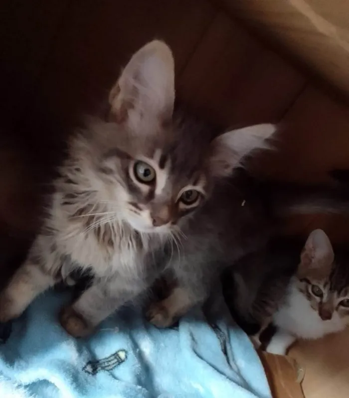 Gato raça srd idade Abaixo de 2 meses nome Dengo