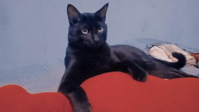 Gato ra a SRD-ViraLata idade 1 ano nome Negão 