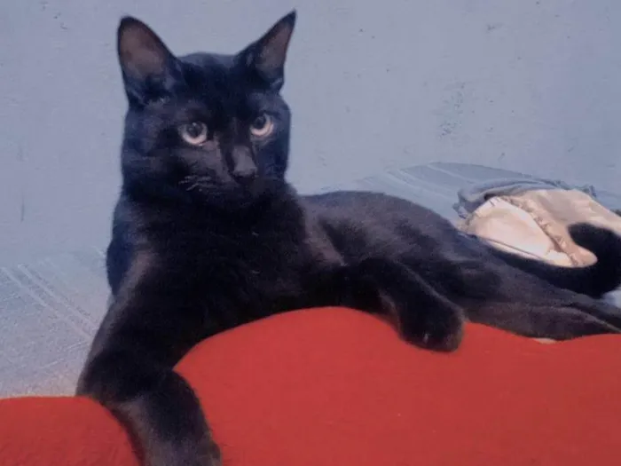 Gato ra a SRD-ViraLata idade 1 ano nome Negão 