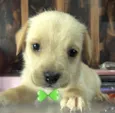 Marley 