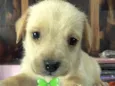 Marley 