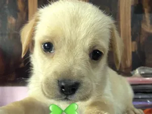 Cachorro raça Mestico  idade Abaixo de 2 meses nome Marley 