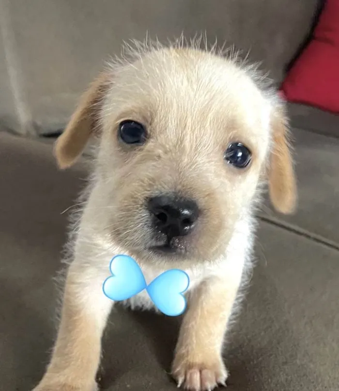 Cachorro ra a Mestico  idade Abaixo de 2 meses nome Mike 