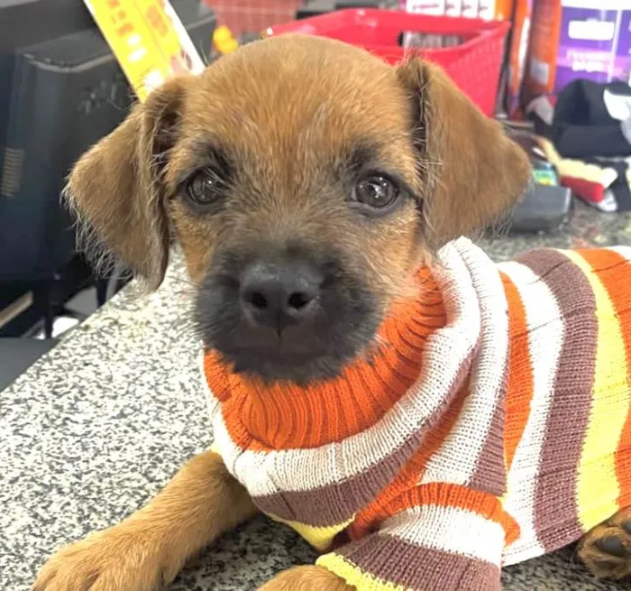 Cachorro ra a Mestico  idade Abaixo de 2 meses nome Júnior 