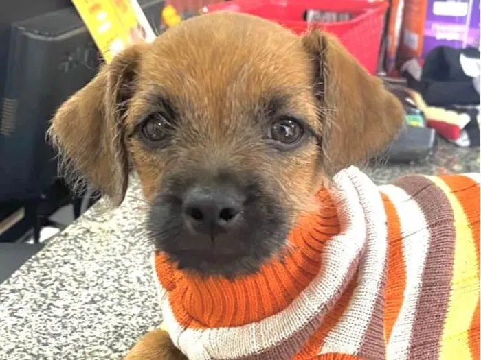 Cachorro ra a Mestico  idade Abaixo de 2 meses nome Júnior 