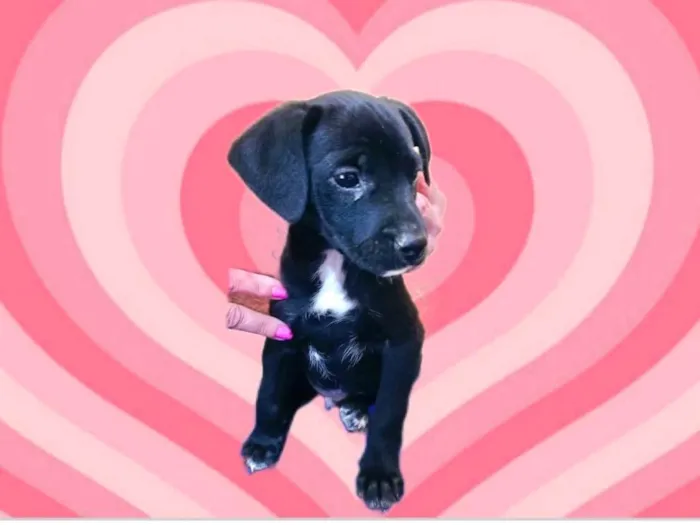 Cachorro raça SRD-ViraLata idade  nome Nescau lindo bb2meses porte Pequeno 