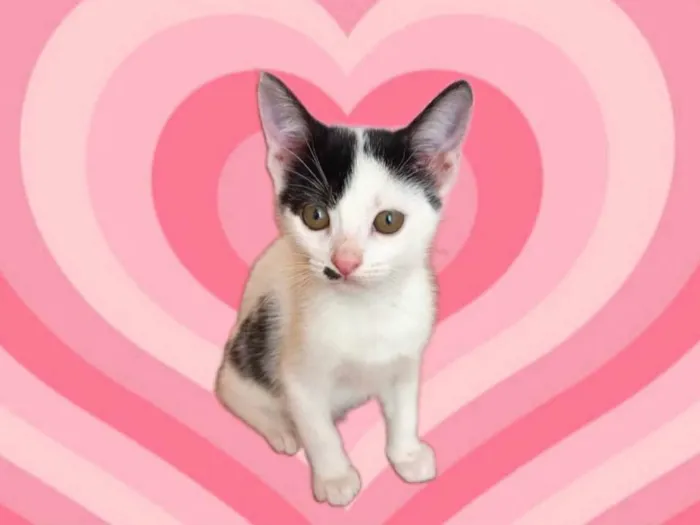 Gato raça SRD-ViraLata idade 2 a 6 meses nome Tonton bb2meses lindo 