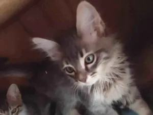 Gato raça srd idade Abaixo de 2 meses nome Dengo