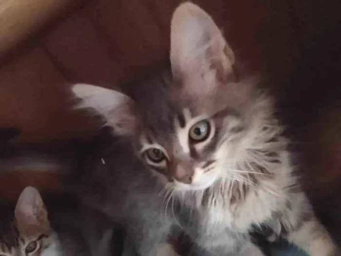 Gato raça srd idade Abaixo de 2 meses nome Dengo
