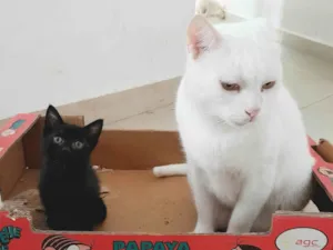 Gato raça srd idade 2 a 6 meses nome Tutu & Dino