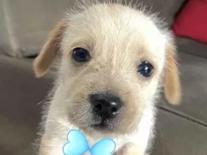 Cachorro raça Mestico  idade Abaixo de 2 meses nome Mike 