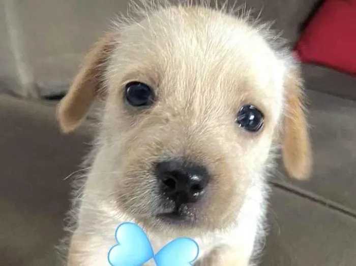 Cachorro ra a Mestico  idade Abaixo de 2 meses nome Mike 