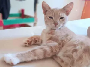 Gato raça SRD-ViraLata idade 7 a 11 meses nome Simba